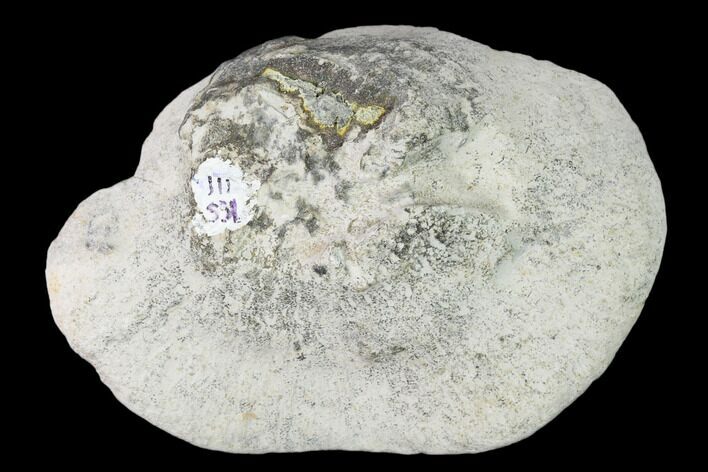 Cretaceous Fossil Sponge (Seliscothon) - Germany #147132